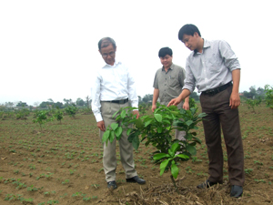 Cán bộ Phòng NN &PTNT huyện Yên Thủy thường xuyên 

bám sát đồng ruộng, hỗ trợ nông dân phát triển sản xuất. 

ảnh: Kiểm tra mô hình trồng bưởi Diễn tại xã Ngổ Luông. 

